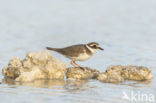 Bontbekplevier (Charadrius hiaticula)