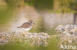 Bontbekplevier (Charadrius hiaticula)