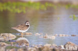 Bontbekplevier (Charadrius hiaticula)