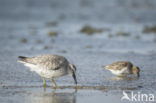 Bonte Strandloper (Calidris alpina)