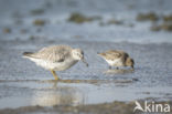 Dunlin (Calidris alpina)