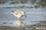 Bonte Strandloper (Calidris alpina)