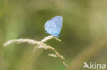 Boomblauwtje (Celastrina argiolus)