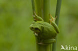 Tree frog (Hyla sp.)