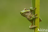 Tree frog (Hyla sp.)