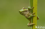 Tree frog (Hyla sp.)