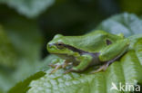 Tree frog (Hyla sp.)