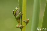 Tree frog (Hyla sp.)