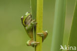Tree frog (Hyla sp.)