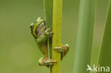 Boomkikker (Hyla sp.)