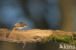 Short-toed Tree Creeper (Certhia brachydactyla)