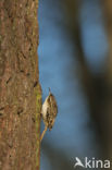 Boomkruiper (Certhia brachydactyla)