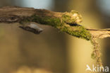 Short-toed Tree Creeper (Certhia brachydactyla)