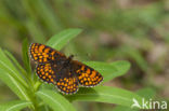 Bosparelmoervlinder (Melitaea athalia)