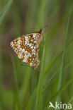 Bosparelmoervlinder (Melitaea athalia)