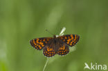 Bosparelmoervlinder (Melitaea athalia)