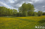 Buttercup (Ranunculus)