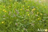 Buttercup (Ranunculus)