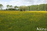 Buttercup (Ranunculus)