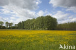 Boterbloem (Ranunculus)