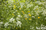 Boterbloem (Ranunculus)