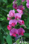 Brede lathyrus (Lathyrus latifolius)