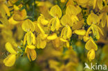 Broom (Cytisus scoparius)