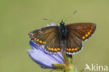 Bruin blauwtje (Aricia agestis)