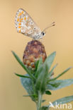 Bruin blauwtje (Aricia agestis)