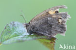 Meadow Brown (Maniola jurtina)