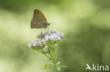 Meadow Brown (Maniola jurtina)