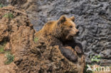 Bruine beer (Ursus arctos)