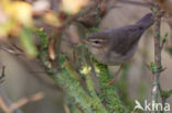 Bruine Boszanger (Phylloscopus fuscatus)