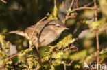 Bruine Boszanger (Phylloscopus fuscatus)