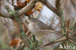 Bruine Boszanger (Phylloscopus fuscatus)