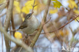 Bruine Boszanger (Phylloscopus fuscatus)