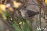 Bruine Boszanger (Phylloscopus fuscatus)