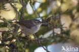 Bruine Boszanger (Phylloscopus fuscatus)