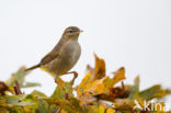 Bruine Boszanger (Phylloscopus fuscatus)