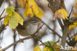 Bruine Boszanger (Phylloscopus fuscatus)