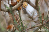 Bruine Boszanger (Phylloscopus fuscatus)