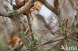 Dusky Warbler (Phylloscopus fuscatus)