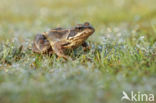 Common Frog (Rana temporaria)