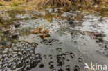 Common Frog (Rana temporaria)