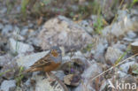 Bruinkeelortolaan (Emberiza caesia)