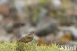 Bruinkeelortolaan (Emberiza caesia)