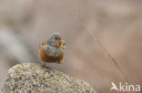 Bruinkeelortolaan (Emberiza caesia)