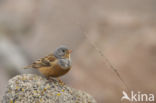 Bruinkeelortolaan (Emberiza caesia)