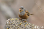 Bruinkeelortolaan (Emberiza caesia)