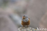 Bruinkeelortolaan (Emberiza caesia)